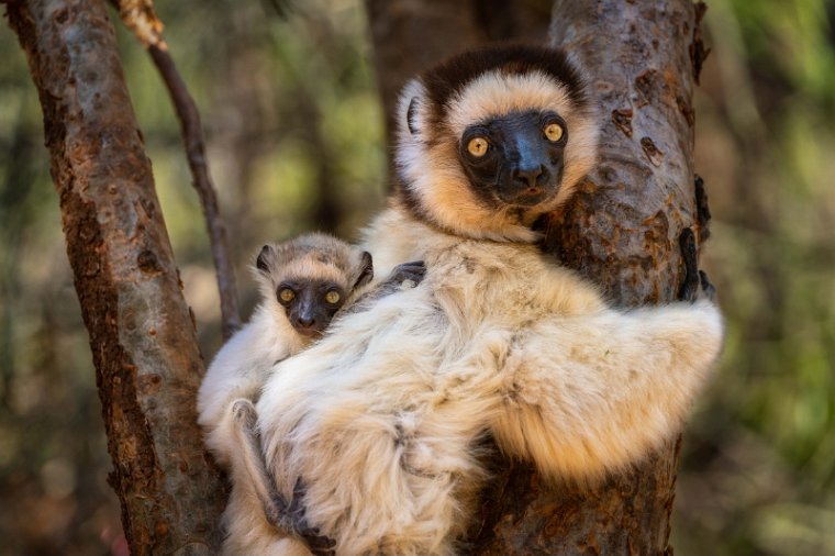 014 Berenty, verreauxsifaka.jpg